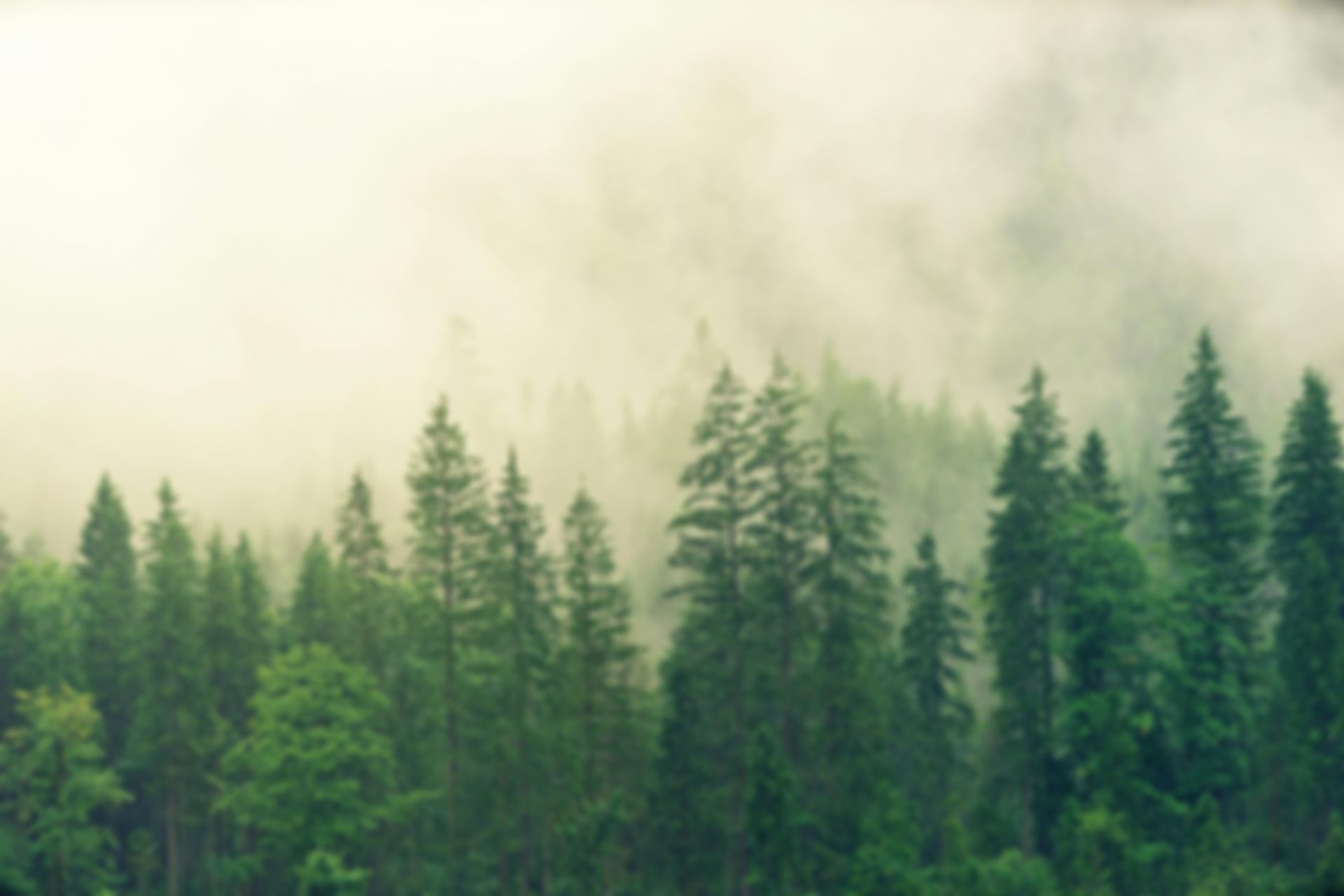 Forest with enormeous trees